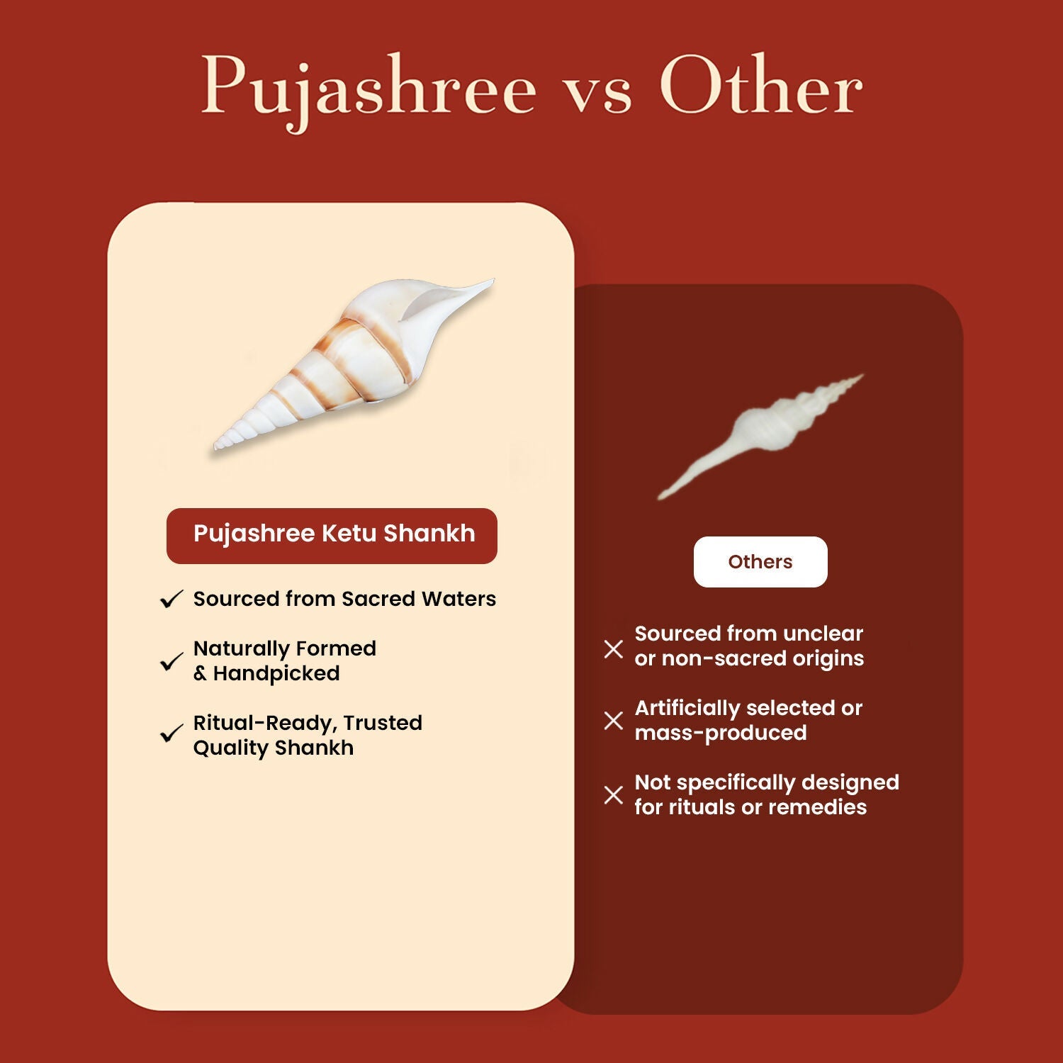 Pujashree Ketu Shankh – Navagraha Conch For Ketu Dosha Remedies & Puja