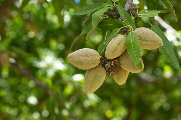 Freshon Organic Almonds 