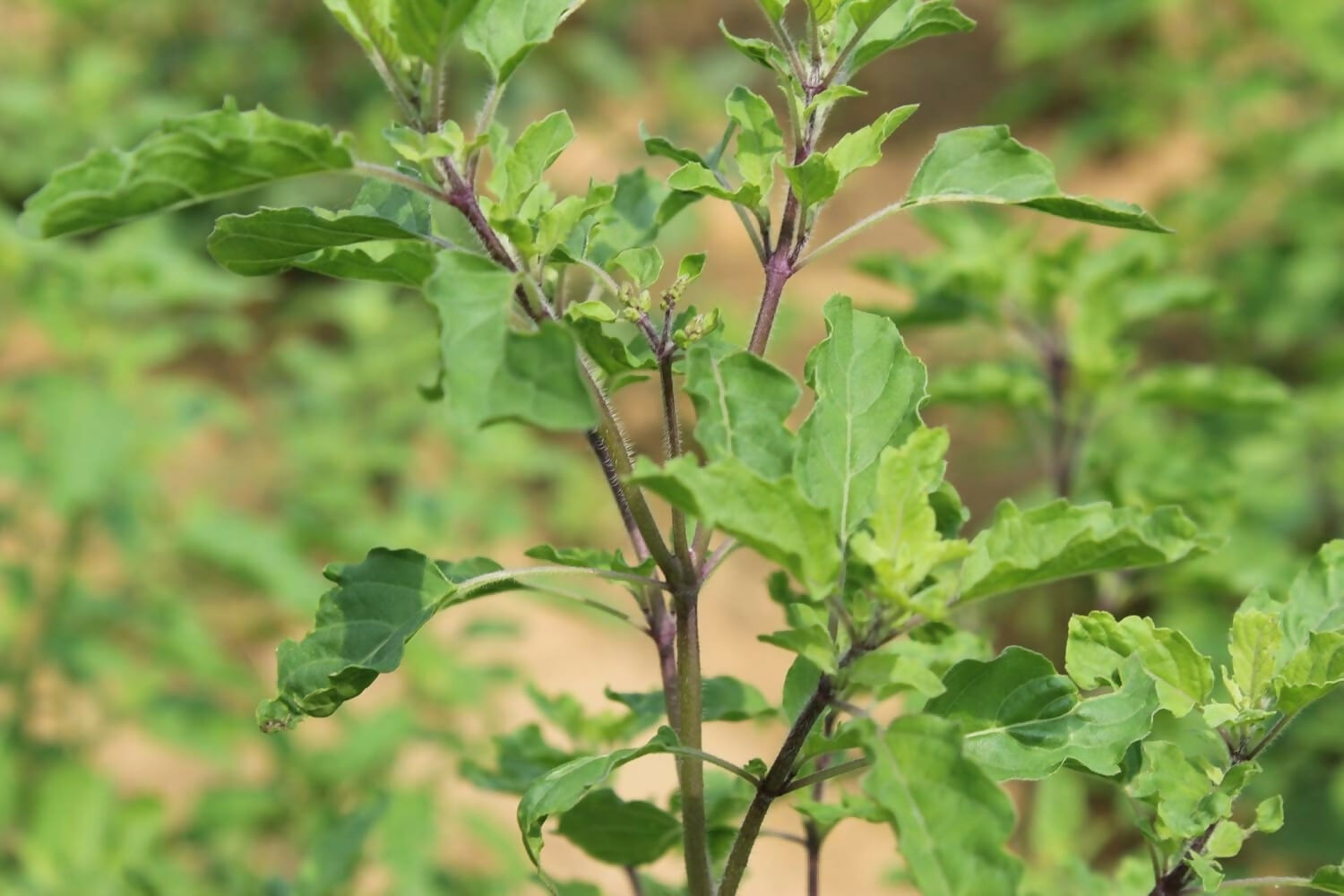 Carmel Organics Tulsi Leaves Powder 