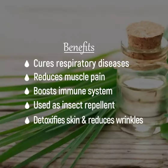 The Wellness Shop Lemongrass Oil  Grab2Buy The Wellness Shop Grab2Buy