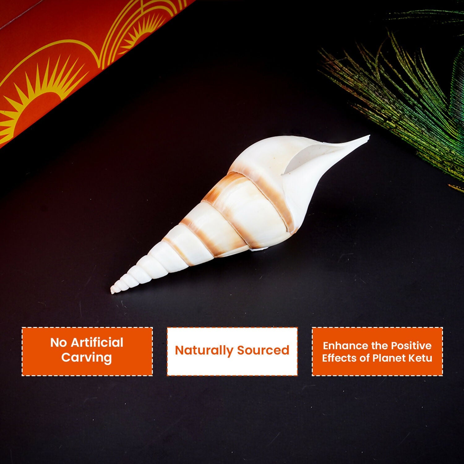 Pujashree Ketu Shankh – Navagraha Conch For Ketu Dosha Remedies & Puja