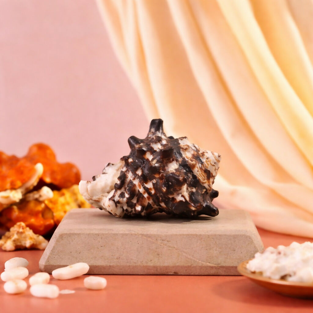 Pujashree Rahu Shankh – Spiritual Conch for Rahu Dosha Relief & Puja