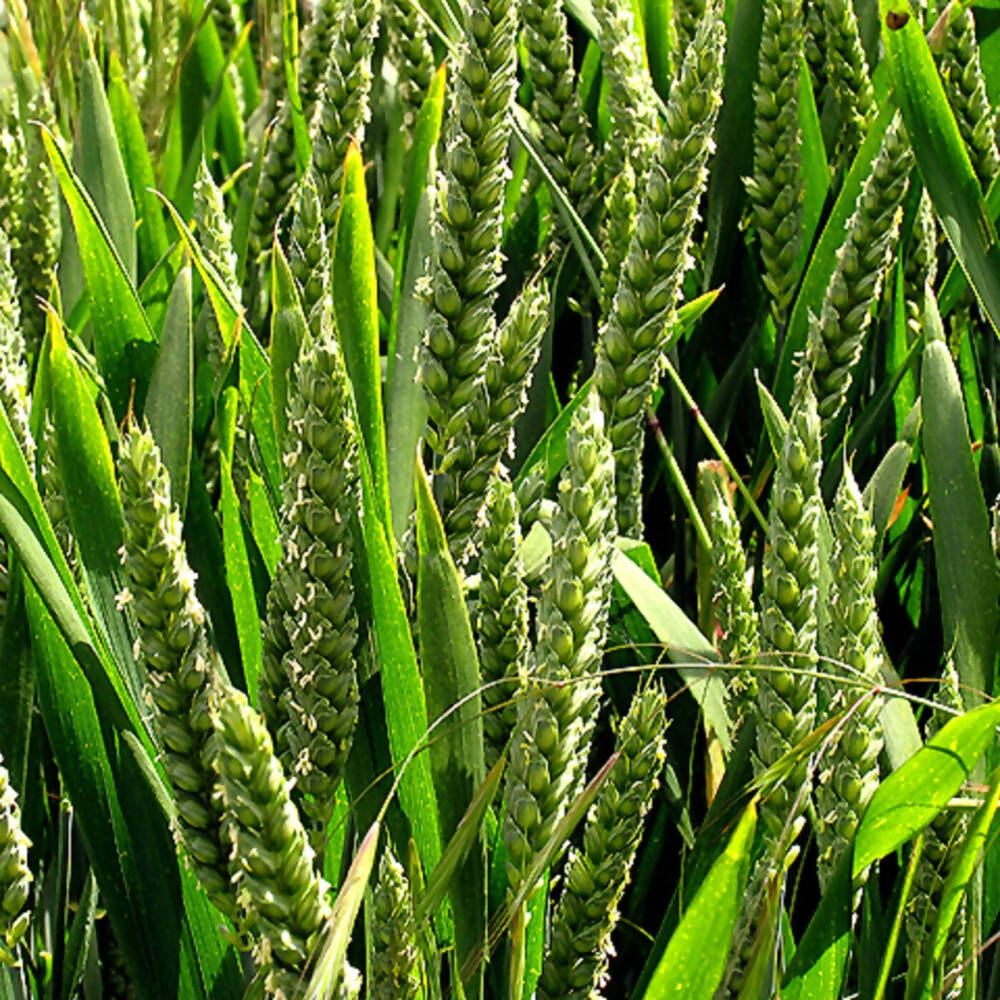 Jave Wheat Flour - Atta