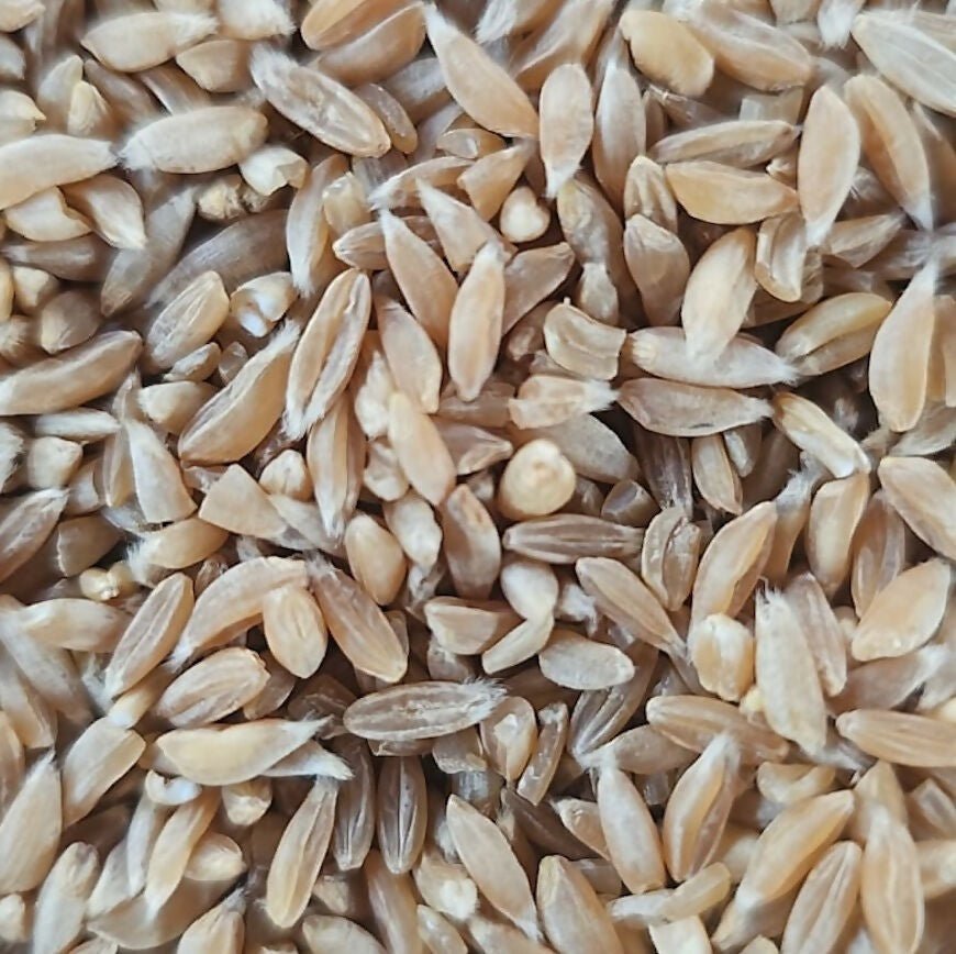 Hetha Khapli Whole Wheat Grains - Certified Organic by ECOCERT 