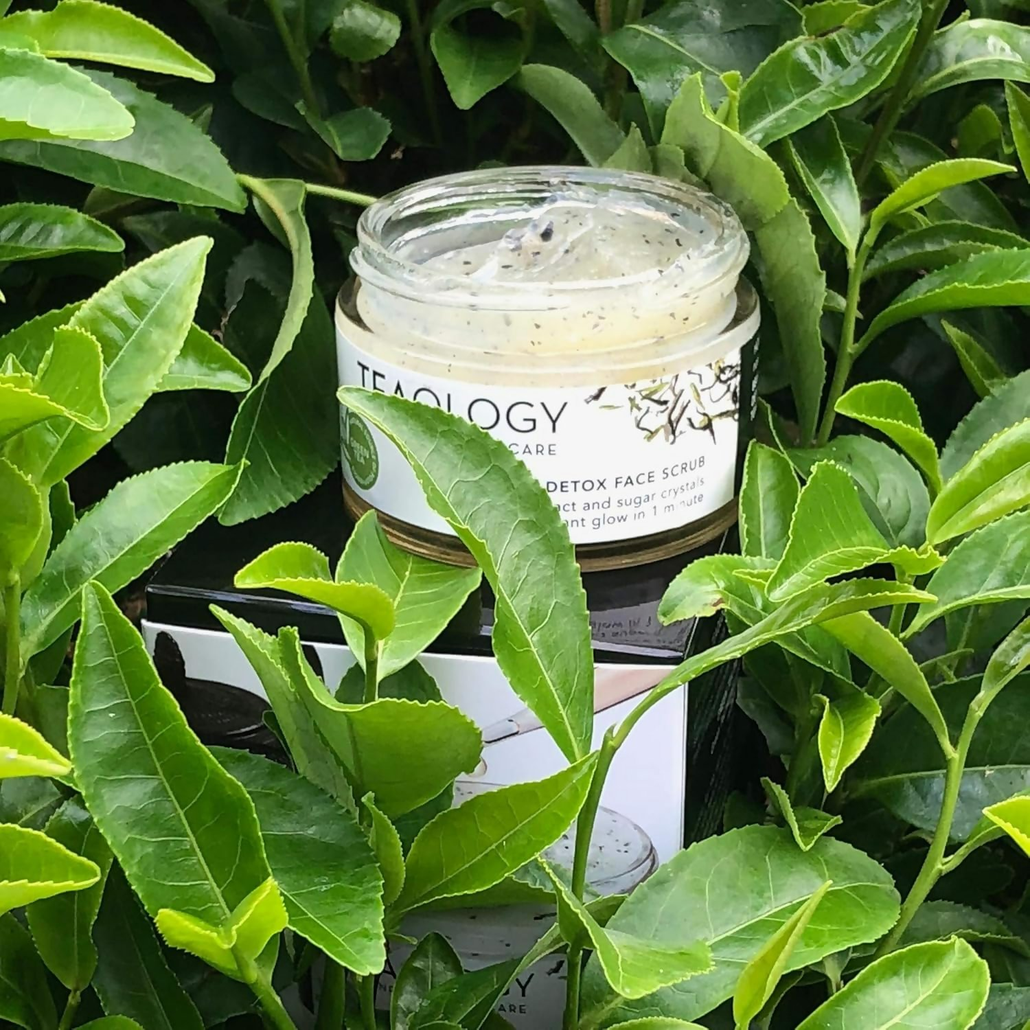 Teaology Green Tea Detox Face Scrub  Grab2Buy Teaology Grab2Buy