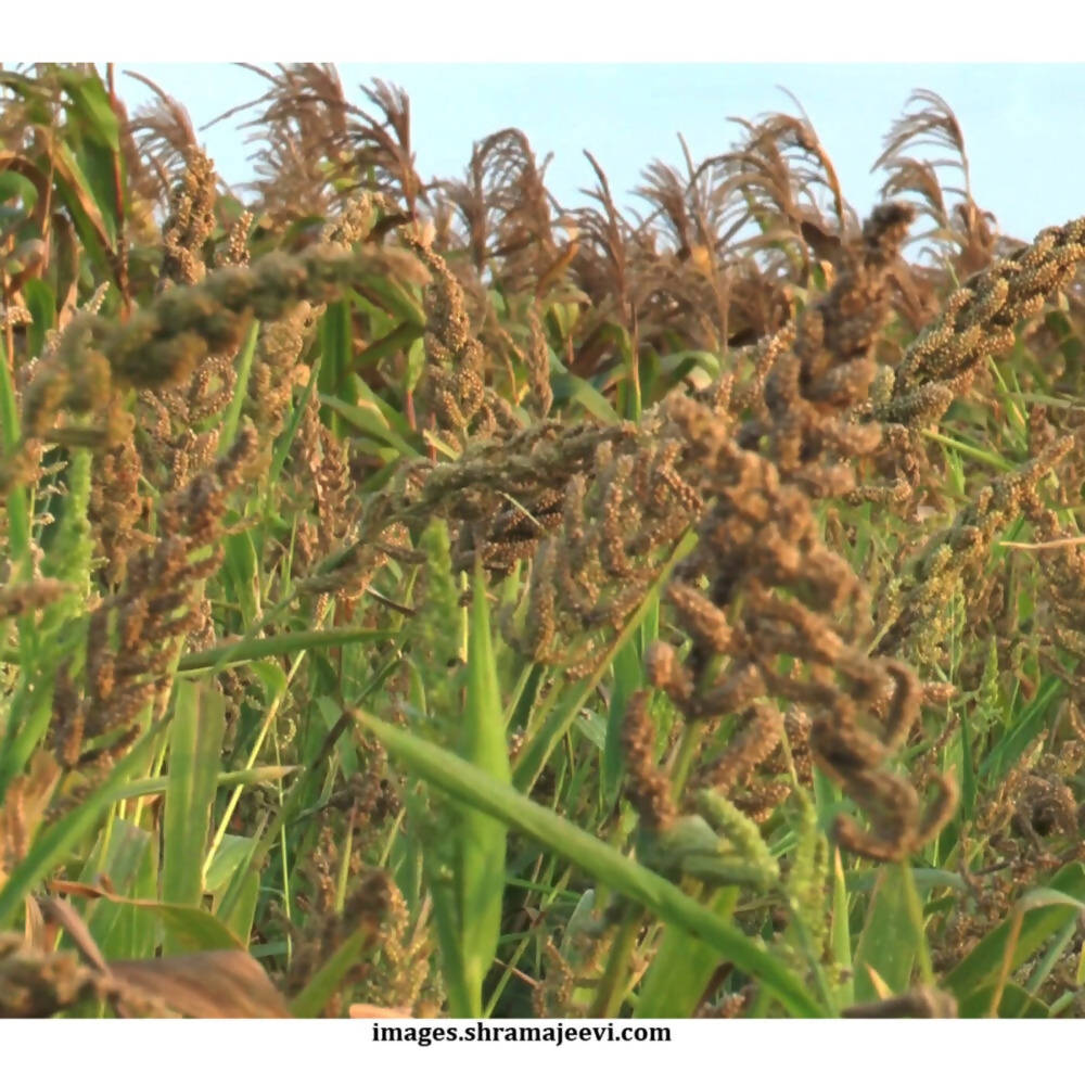 Freshon Barnyard Millet