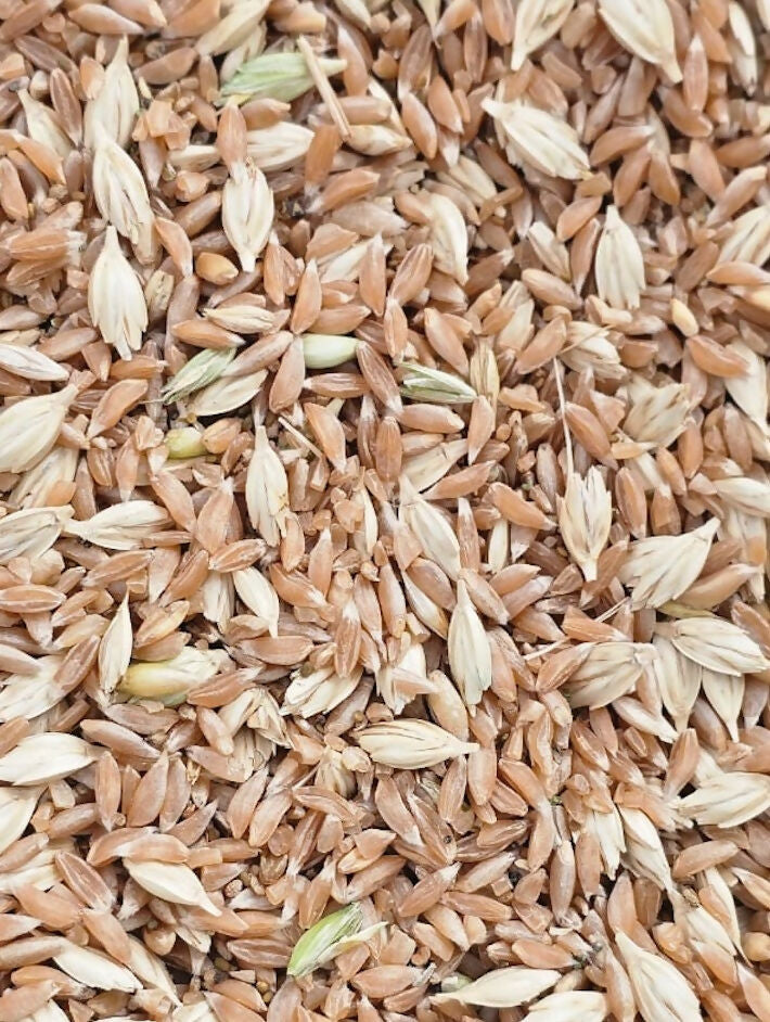 Emmer_wheat_khapli_atta_organic