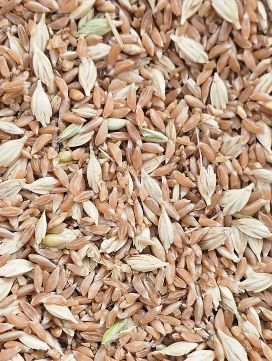Emmer_wheat_khapli_atta_organic