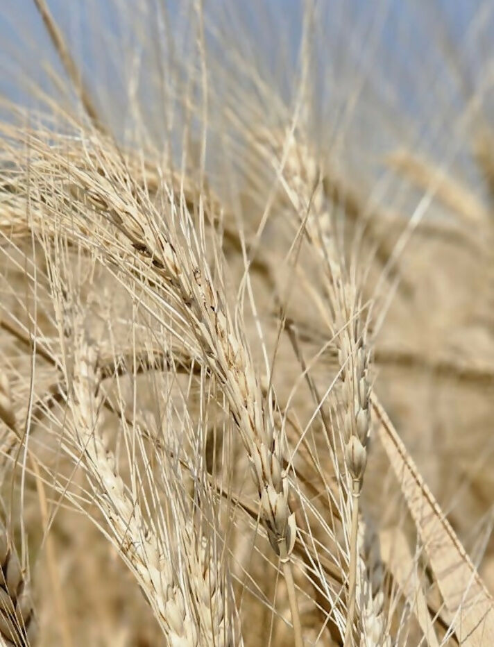 Hetha Khapli Multigrain Flour (Atta) 