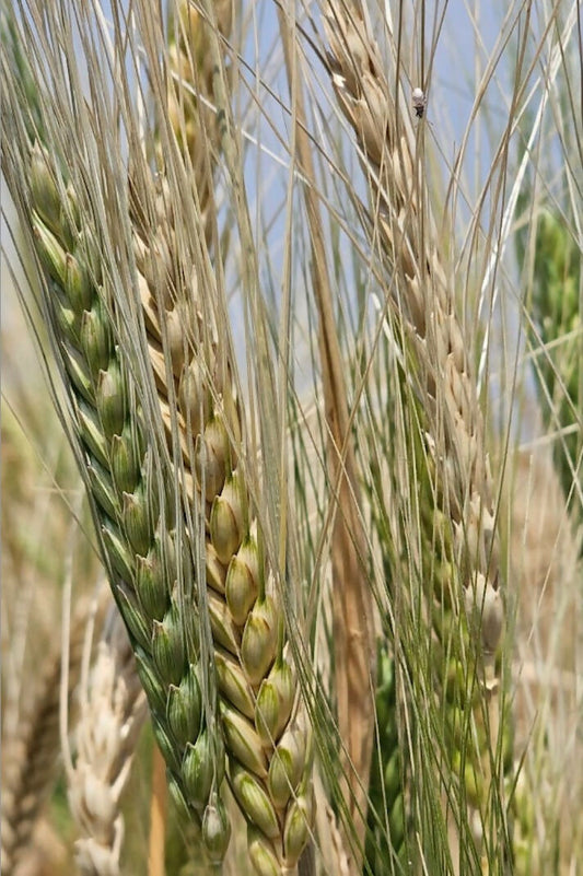 Hetha Khapli Whole Wheat Grains - Certified Organic by ECOCERT 