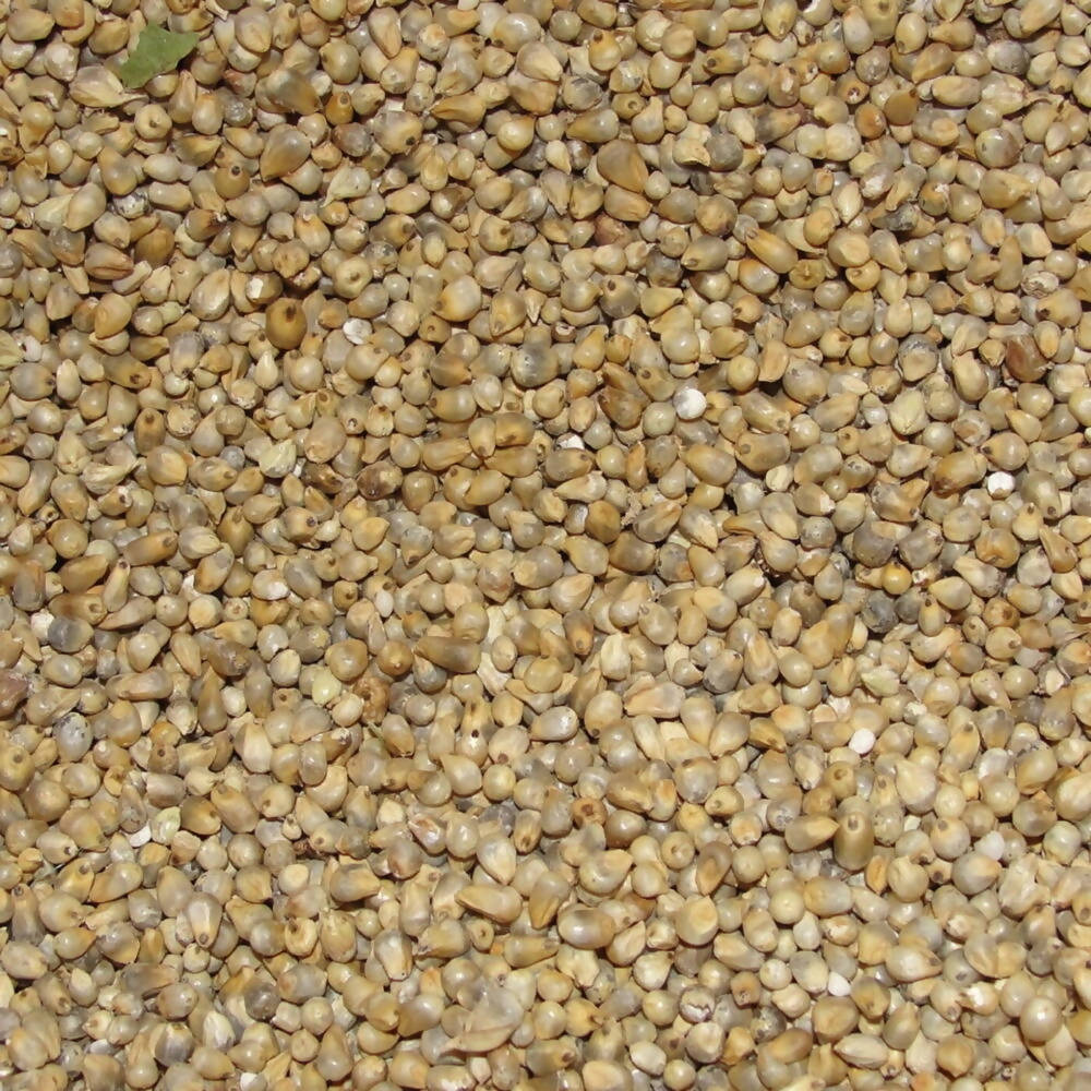 Freshon Pearl Millet - Natural - Grab2buy