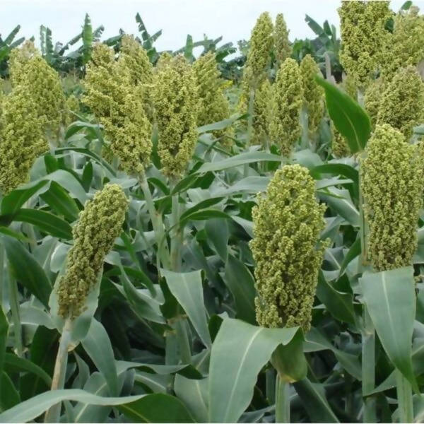 Jowar Flour - Bijapura Jola