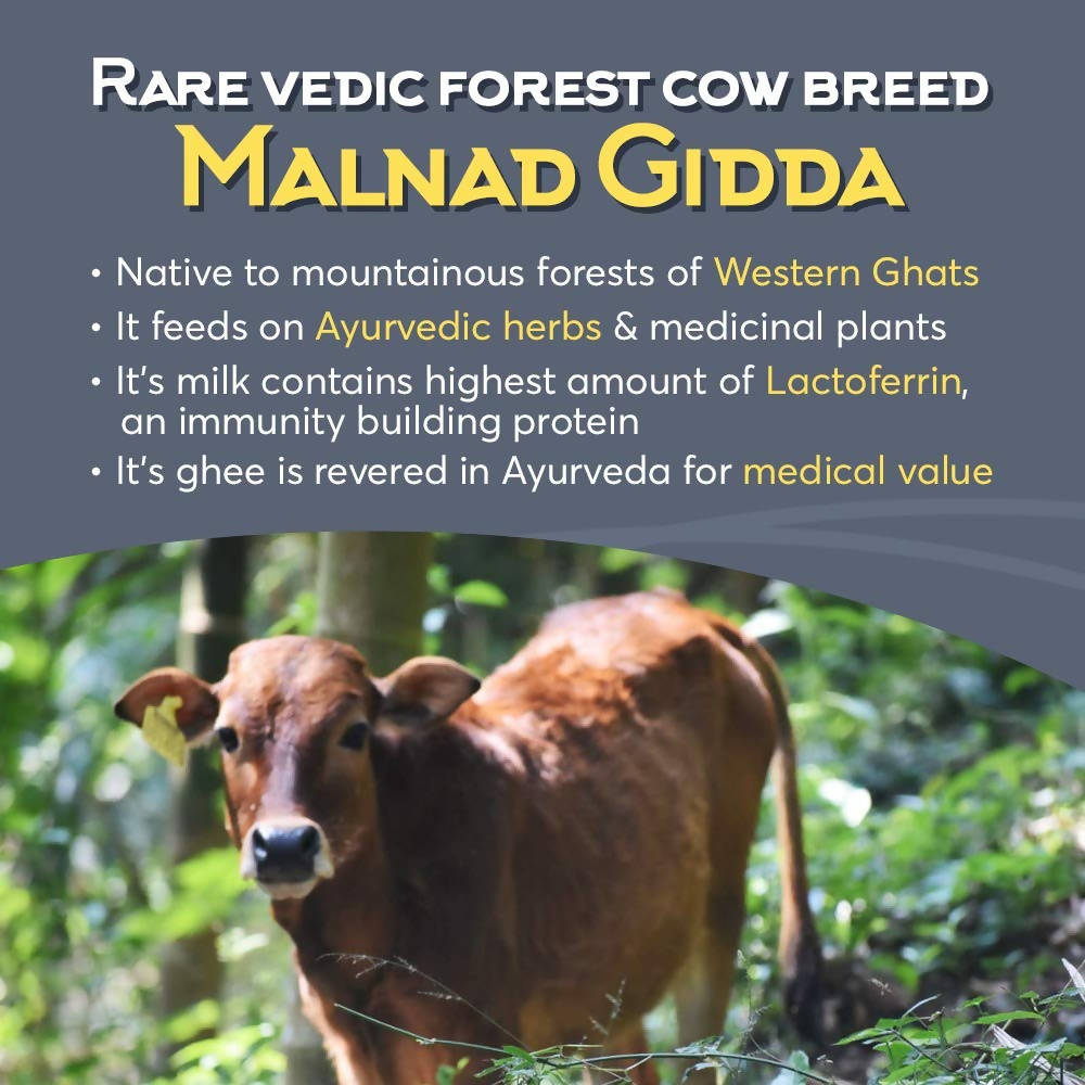 Indic Organics Forest Grazing Malnad Gidda Desi Cow's A2 Ghee | Pure Desi Cow Ghee | Cultured Premium Ghee 